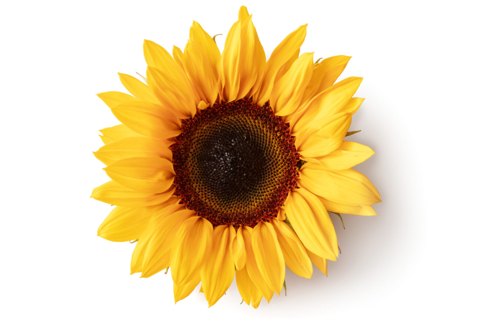 Bright yellow sunflower on white background.